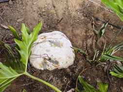 Figure 3 The rock is in situ in the garden. The exposed faces with gauges 1, 2, and 3 can be seen.